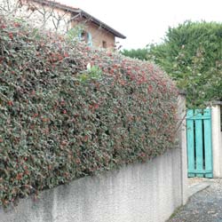 Cotoneaster franchetii / Cotoneaster franchetii